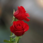 rose1