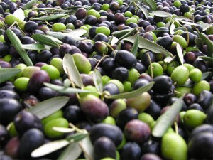 olive-di-ascoli-piceno