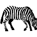 zebra