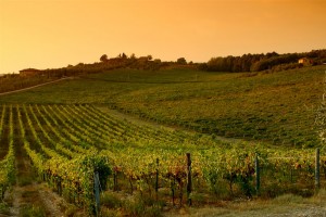 tramonto_vigna_chianti_G