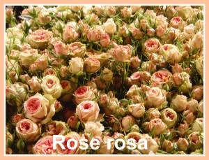 1 rose_rosa