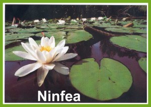 Ninfea 2