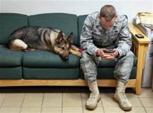 ptsd militar dogs-grid