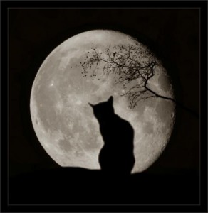 gatto e luna